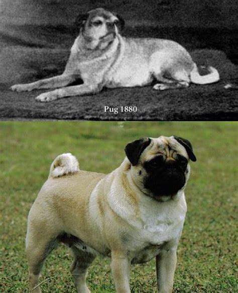 pugs before and after.